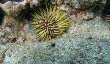 Echinometra_mathaei