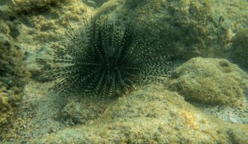 Echinothrix_calamaris
