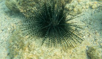 Echinothrix_calamaris