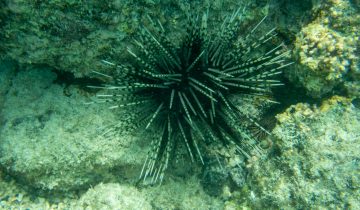 Echinothrix_calamaris