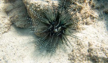 Echinothrix_calamaris