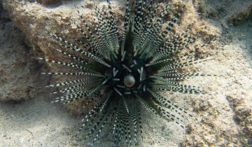 Echinothrix_calamaris