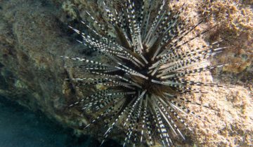 Echinothrix_calamaris