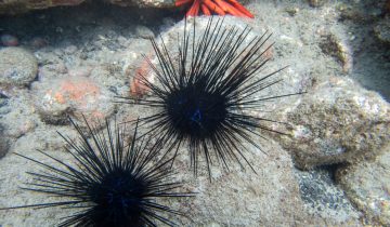 Echinothrix_diadema