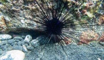 Echinothrix_diadema