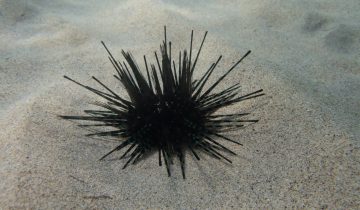 Echinothrix_diadema