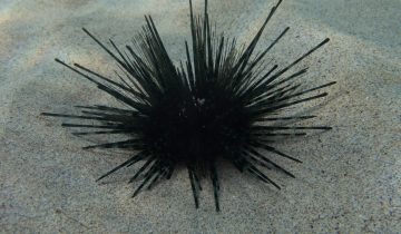 Echinothrix_diadema