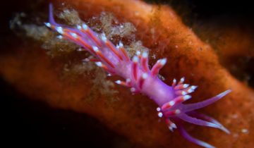 Edmundsella_pedata