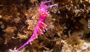 Edmundsella_pedata