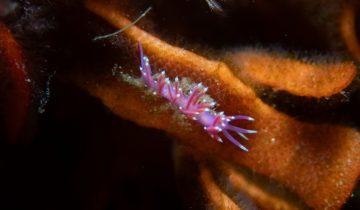 Edmundsella_pedata