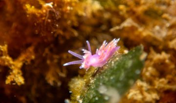 Edmundsella_pedata