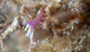 Edmundsella_pedata