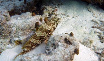 Epinephelus_bleekeri