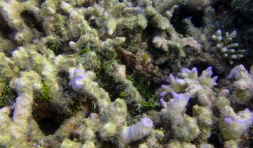 Epinephelus_bleekeri