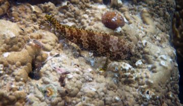 Epinephelus_bleekeri