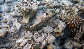Epinephelus_leucogrammicus
