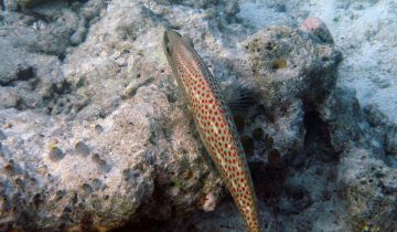 Epinephelus_leucogrammicus