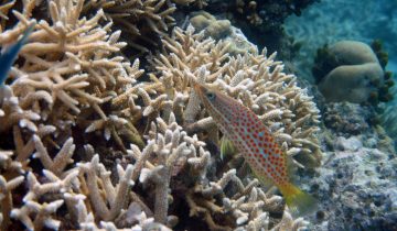 Epinephelus_leucogrammicus