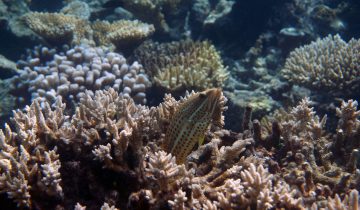 Epinephelus_leucogrammicus