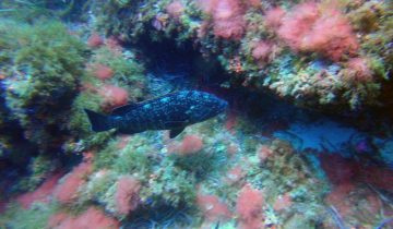 Epinephelus_marginatus
