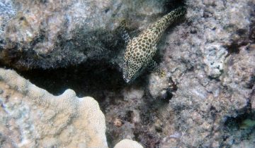 Epinephelus_merra