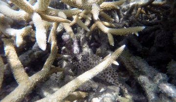 Epinephelus_merra
