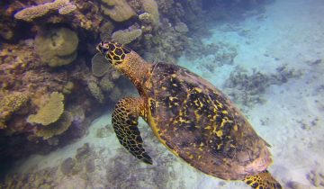 Eretmochelys_imbricata
