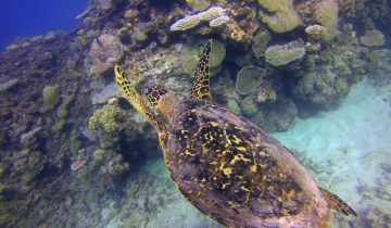 Eretmochelys_imbricata
