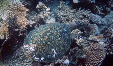 Eretmochelys_imbricata