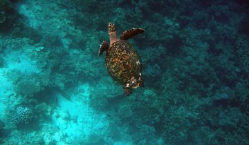 Eretmochelys_imbricata