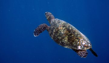Eretmochelys_imbricata