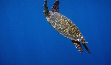 Eretmochelys_imbricata