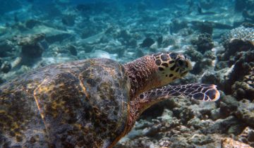 Eretmochelys_imbricata