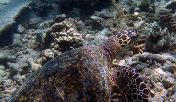 Eretmochelys_imbricata