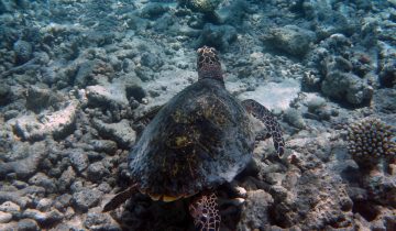 Eretmochelys_imbricata