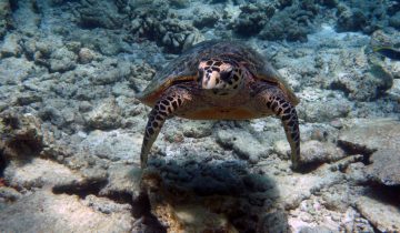 Eretmochelys_imbricata