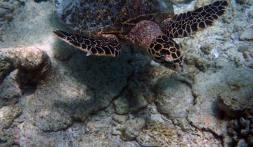Eretmochelys_imbricata