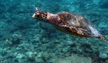 Eretmochelys_imbricata