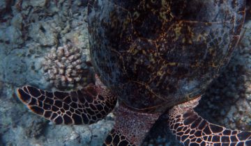 Eretmochelys_imbricata
