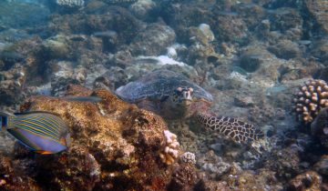 Eretmochelys_imbricata