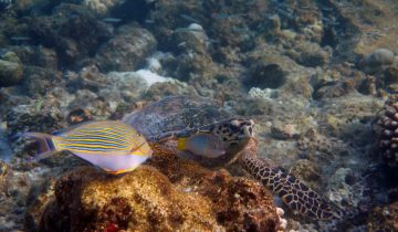 Eretmochelys_imbricata