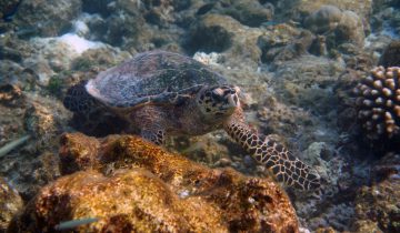 Eretmochelys_imbricata