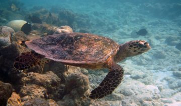 Eretmochelys_imbricata