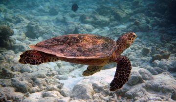 Eretmochelys_imbricata