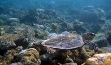 Eretmochelys_imbricata