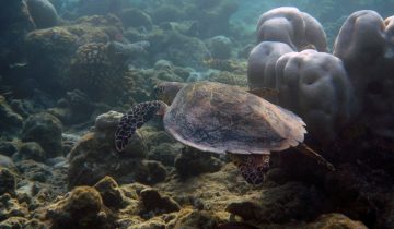 Eretmochelys_imbricata