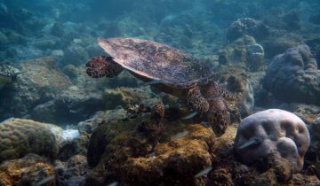 Eretmochelys_imbricata