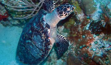 Eretmochelys_imbricata