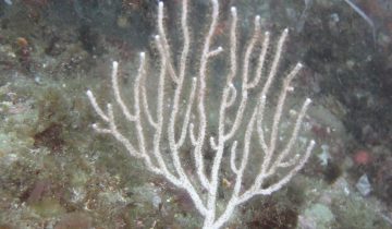 Eunicella_singularis