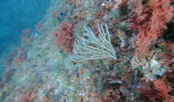 Eunicella_singularis